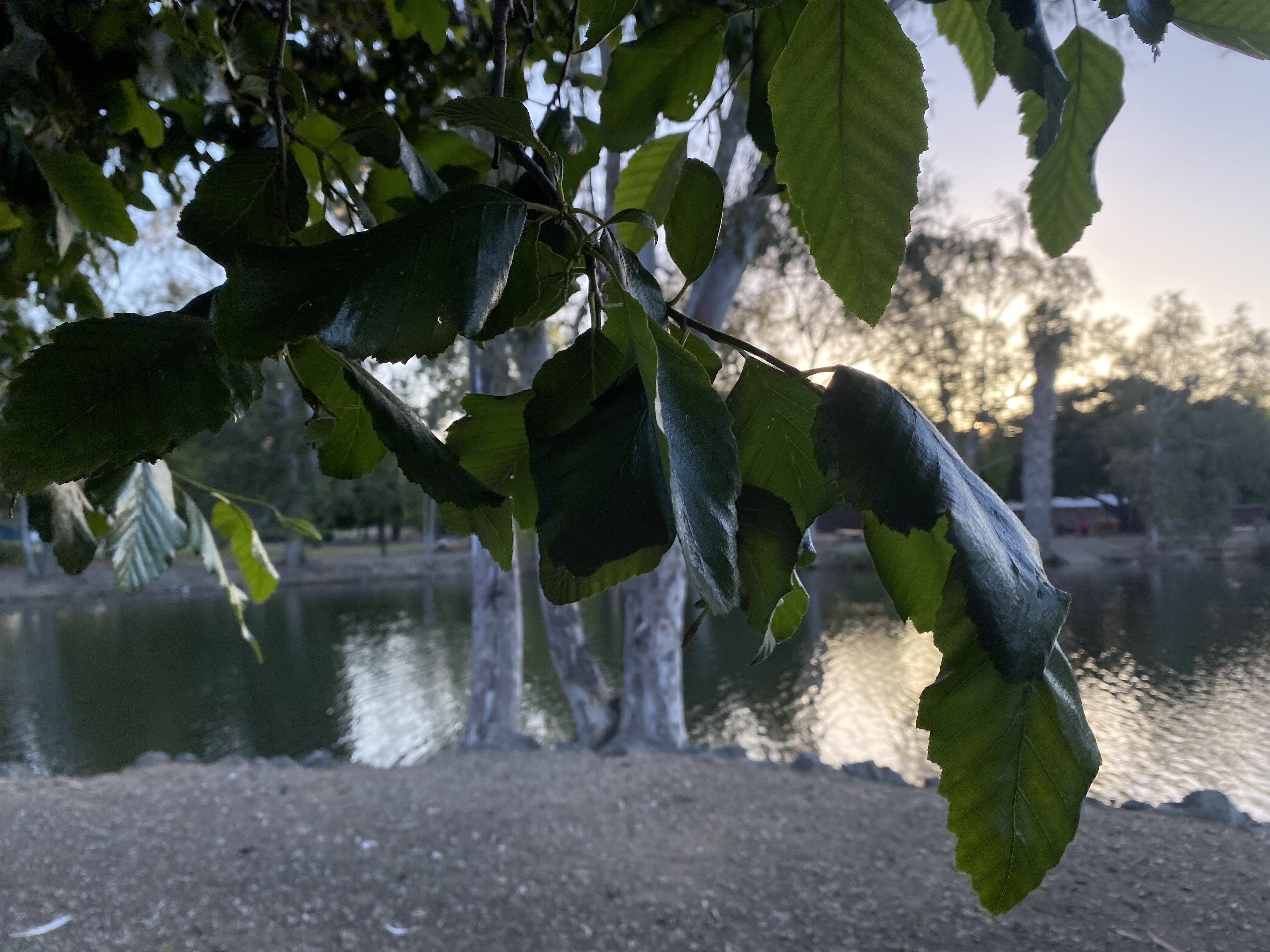 Hanging Leaves